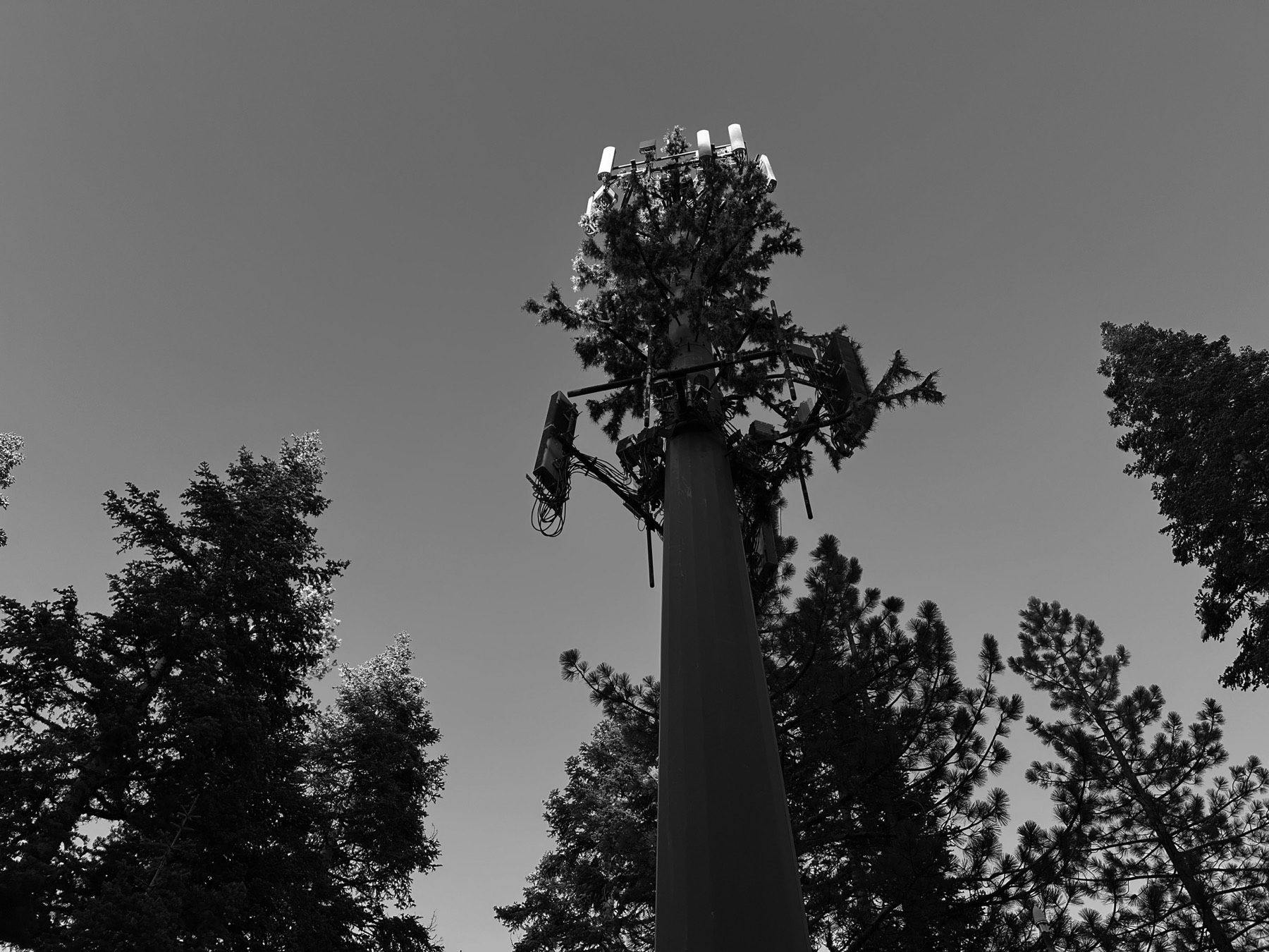Alpine Meadows, California — the forested ridgeline and valley near the proposed cell-tower site